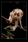 413 - SLENDAR LORIS - PERERA CHANDRASENA - sri lanka <div